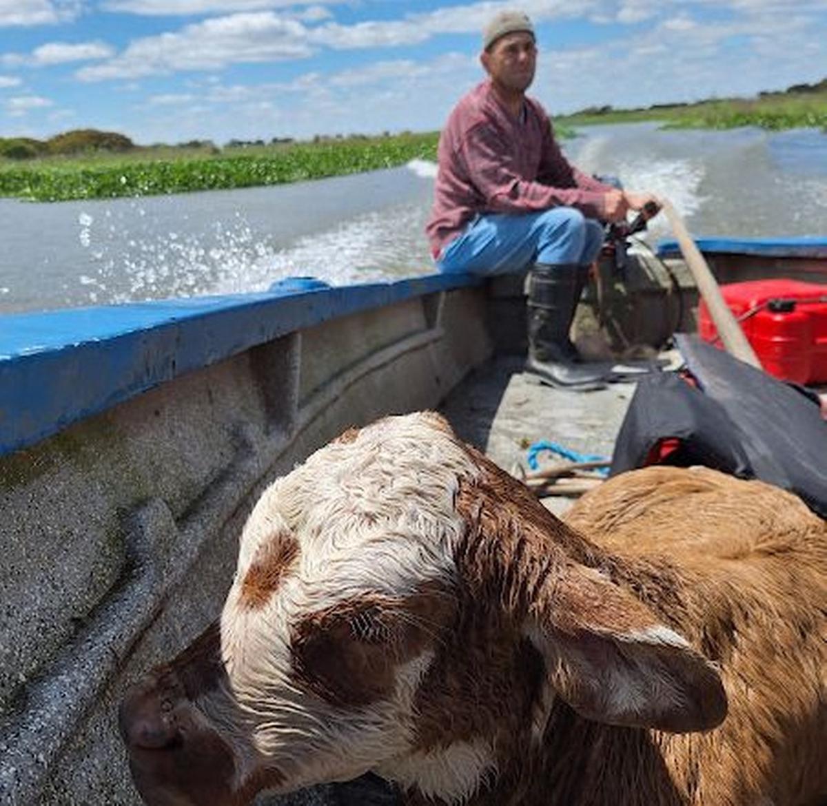 Ternero a bordo. Para este pequeño, una nueva oportunidad.