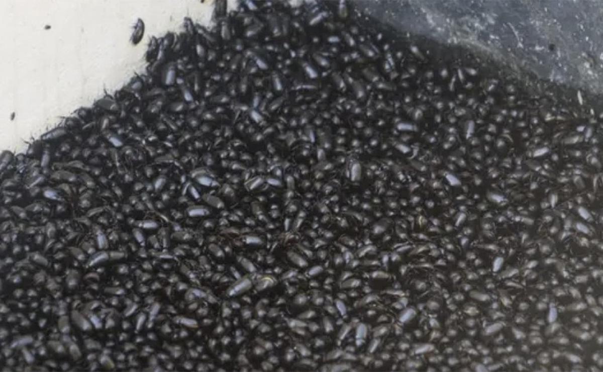 Cascarudos por doquier en Rosario por la humedad y el calor.