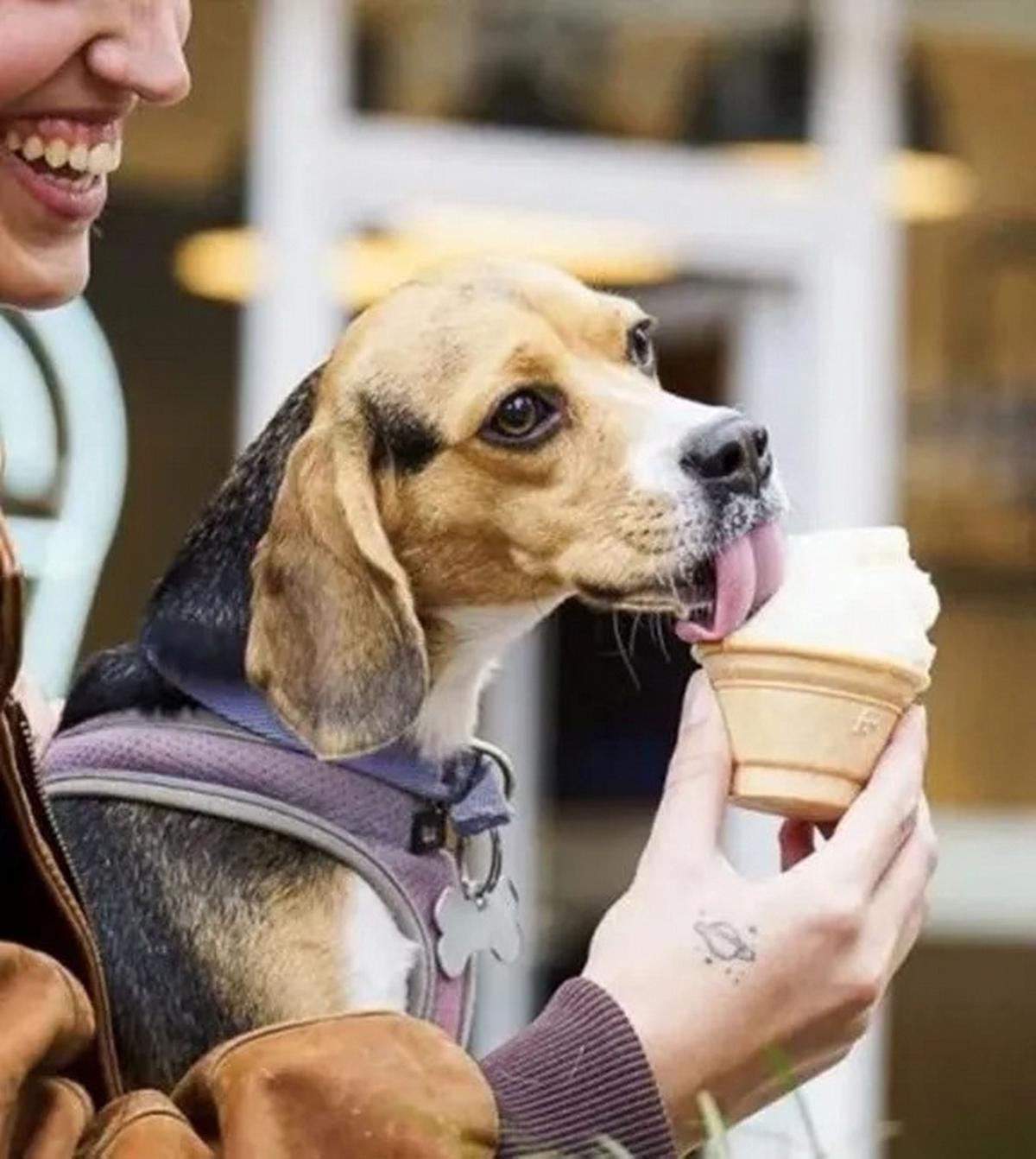 Helados para perros: una tendencia en crecimiento