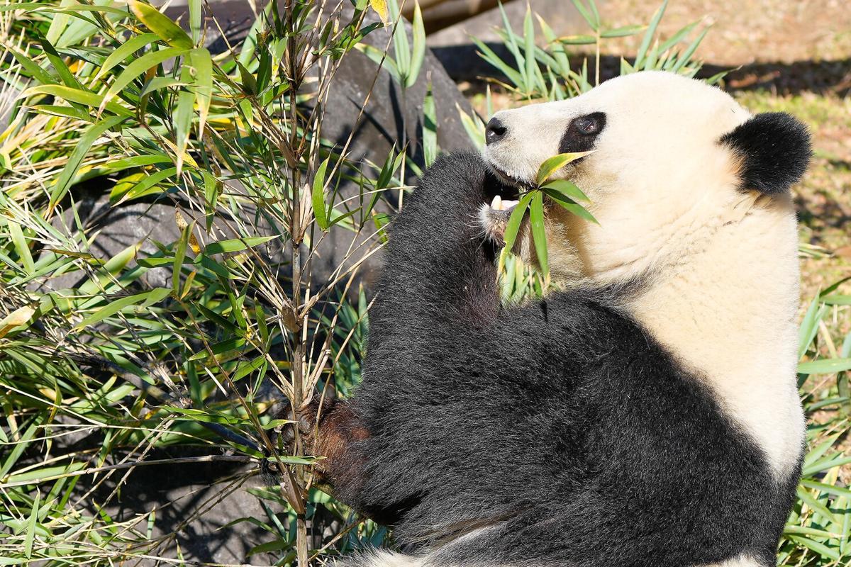 Miles acuden a un zoo de Tokio para ver a los últimos dos pandas en Japón antes de su vuelta a China