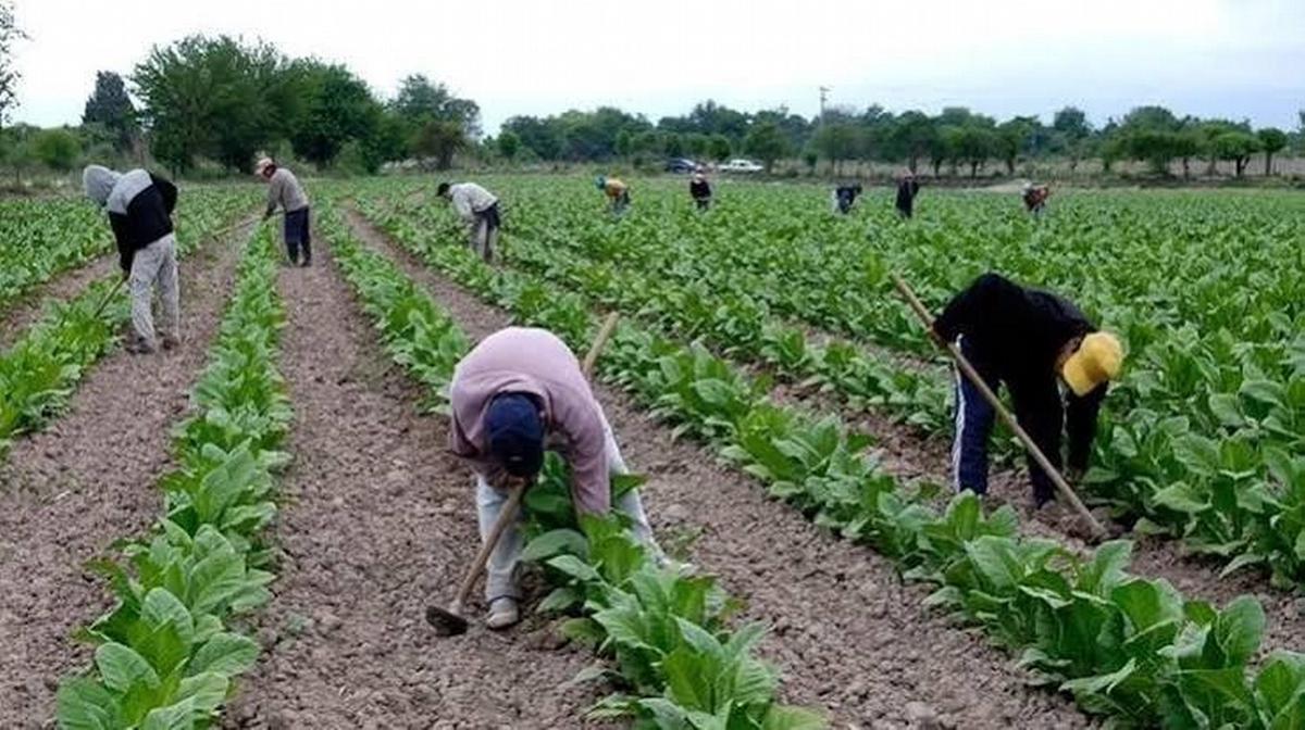 Urgente llamado por el futuro del tabaco jujeño