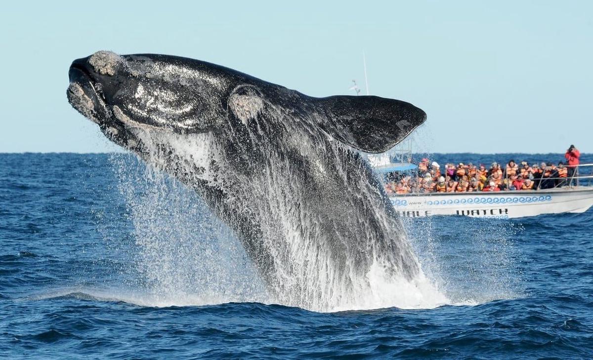 Avistaje de ballenas en la Península Valdés.
