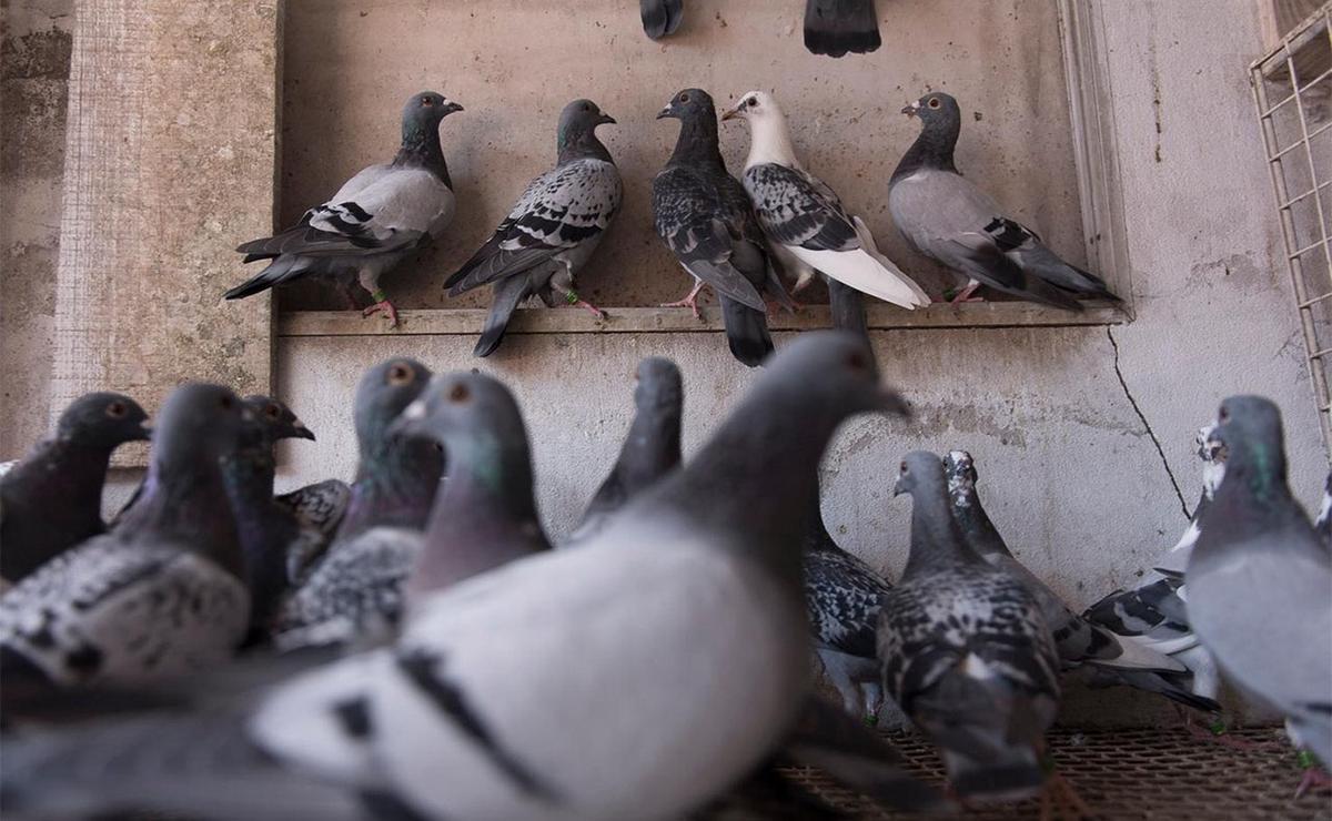 Ilustrativa.- Palomas mensajeras.