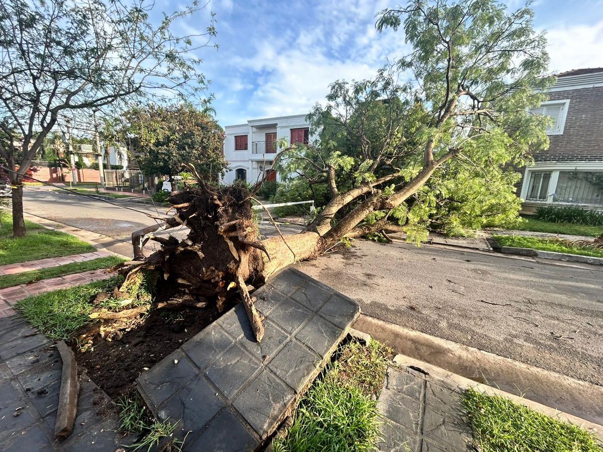 FOTO: Caída del árbol en barrio Jardín Alborada