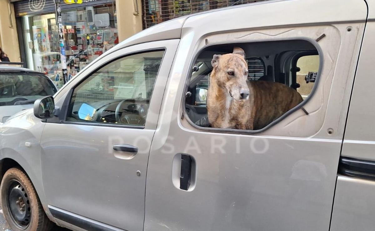 FOTO: La Policía rompió un vidrio y rescató al perro. 