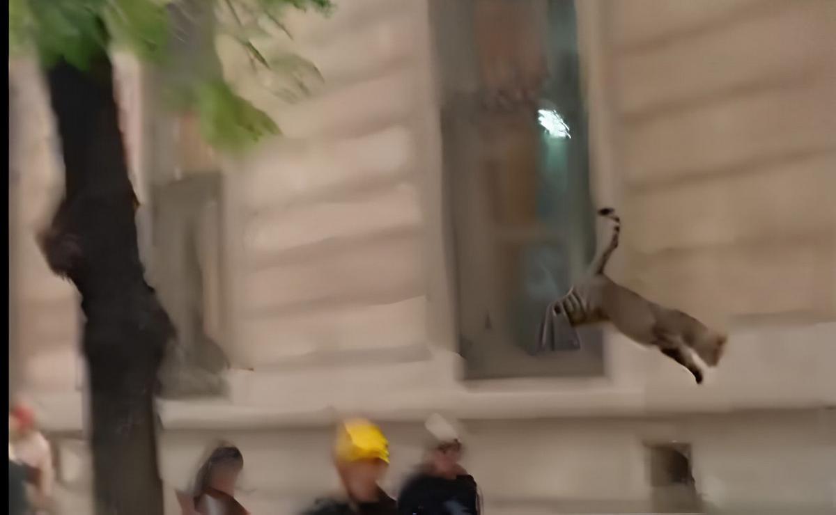 Así cayó el gato desde las alturas.