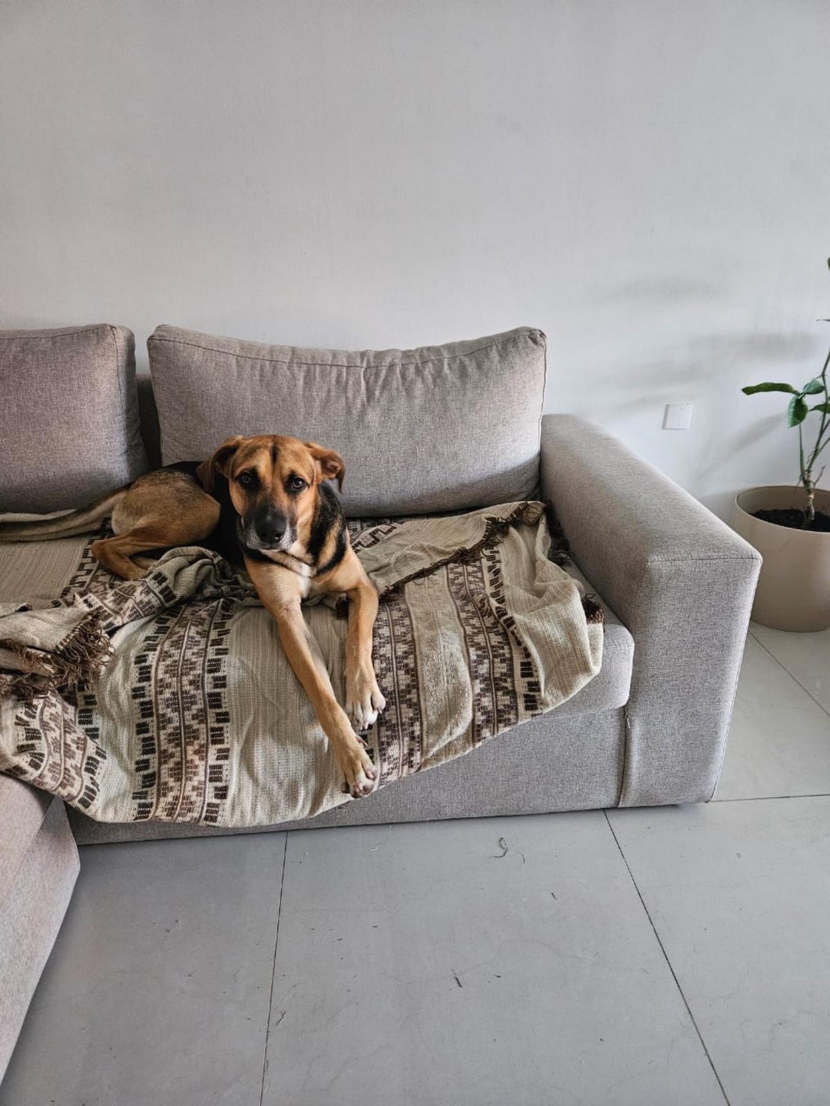 Un perro fiel espera y encuentra su hogar