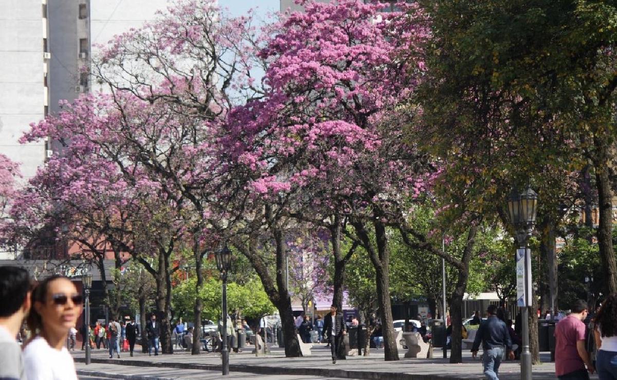 El color de los lapachos cuando llega la primavera. (Foto: Tucumán Turismo)