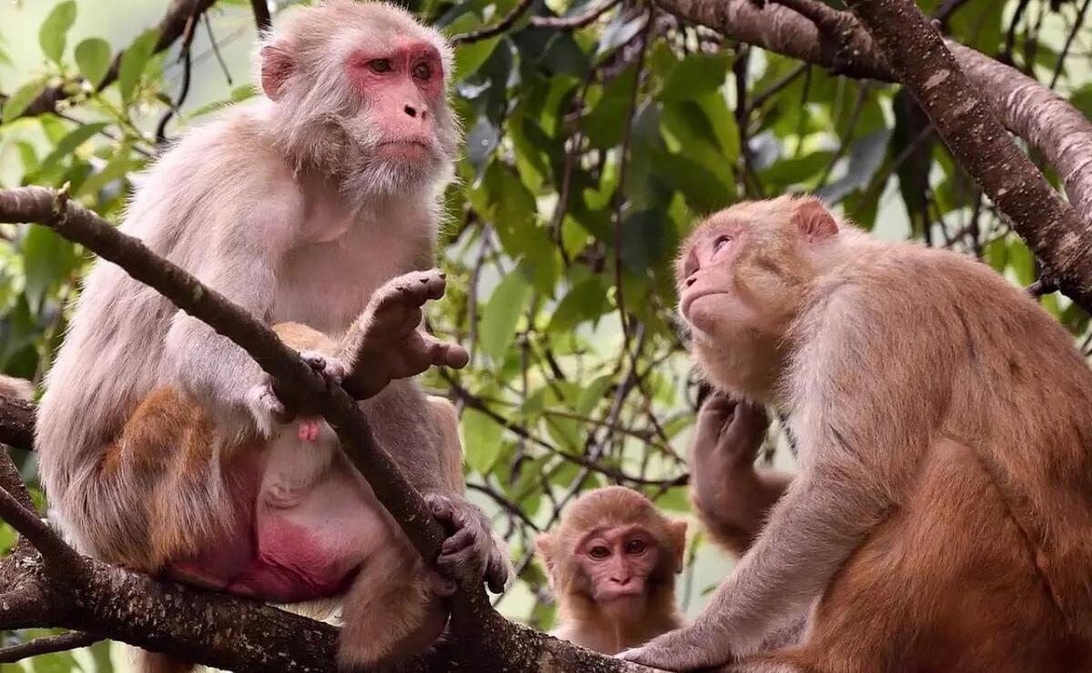 FOTO: Monos rhesus, utilizados en laboratorios (Foto: Gentileza de Timothy Gonsalves).