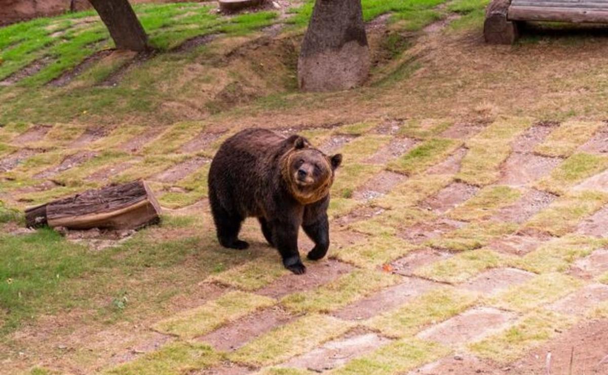 Koda, el oso del Parque de la Biodiversidad, enfrenta una grave enfermedad.