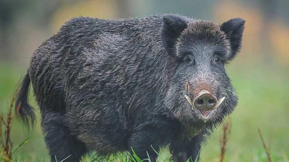 FOTO: Preocupa la invasión de animales salvajes en sectores productivos de Entre Ríos