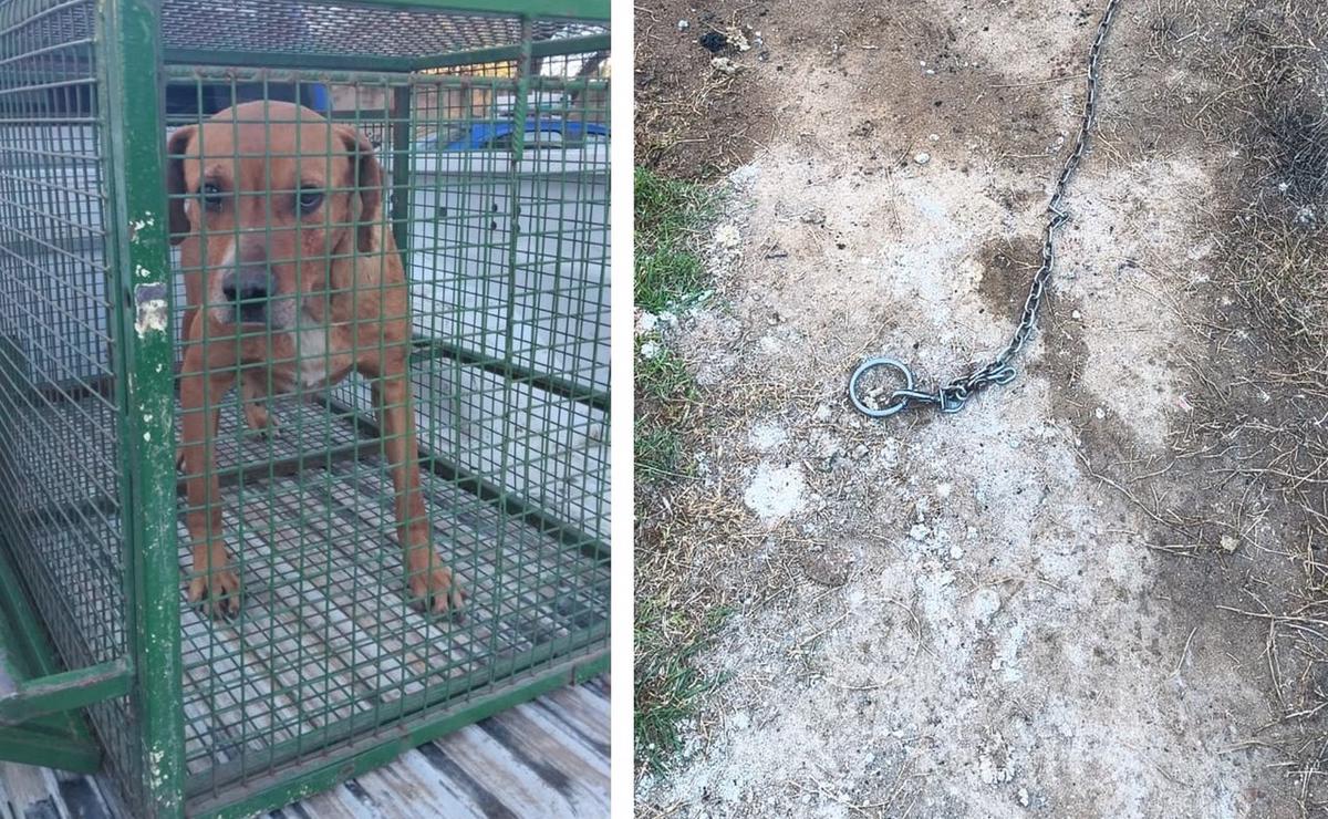 El perro que supuestamente fue el que atacó al niño de 3 años.