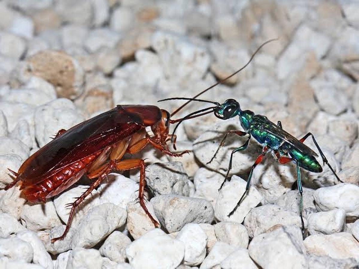 La avispa esmeralda, en acción contra una cucaracha.