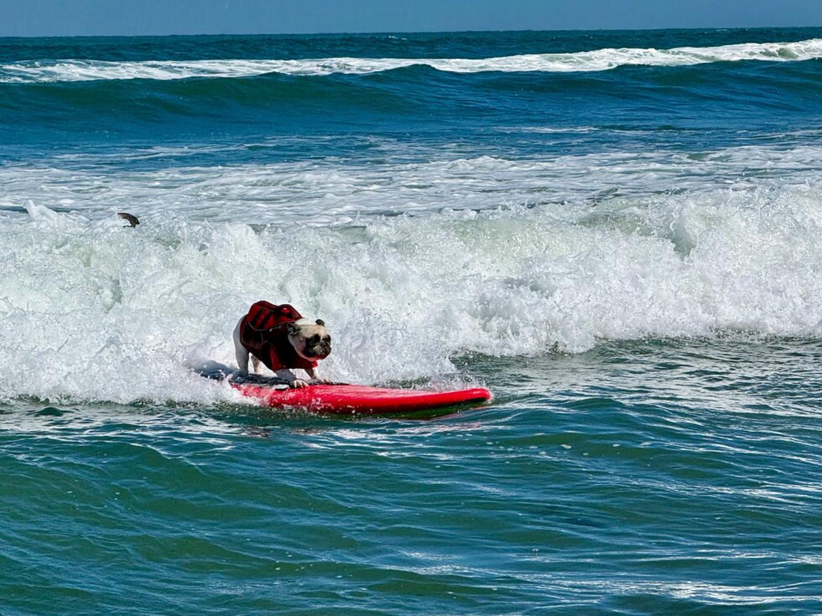 Aplausos y ladridos en la playa: el Mundial de Surf Canino en California cumple 10 años
