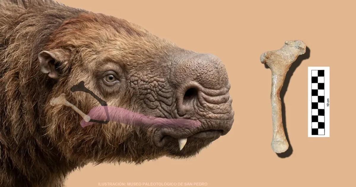 Descubren el primer hueso hioides de un perezoso gigante en Argentina