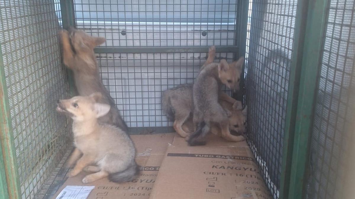 FOTO: Rescataron a un grupo de cachorros de zorritos de una cochera