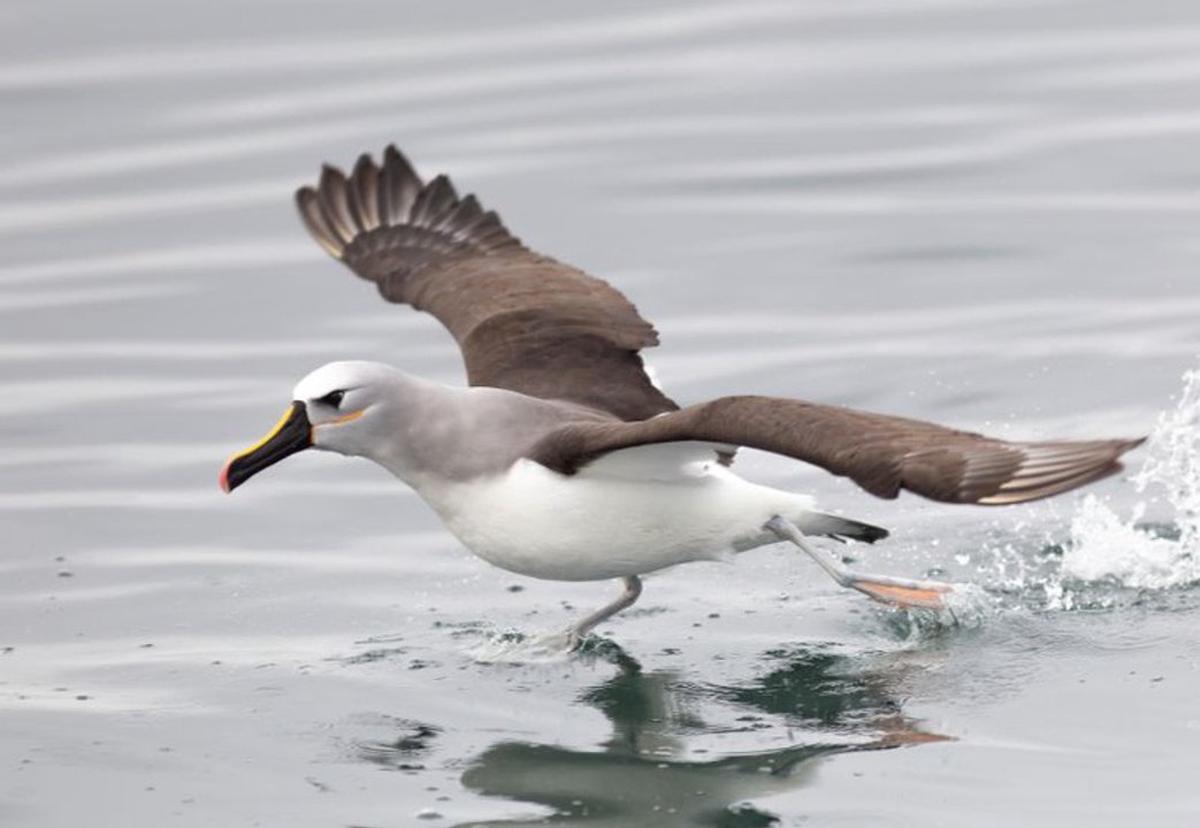Albatros ceja negra. Foto: Agencia NA (IBAMA)