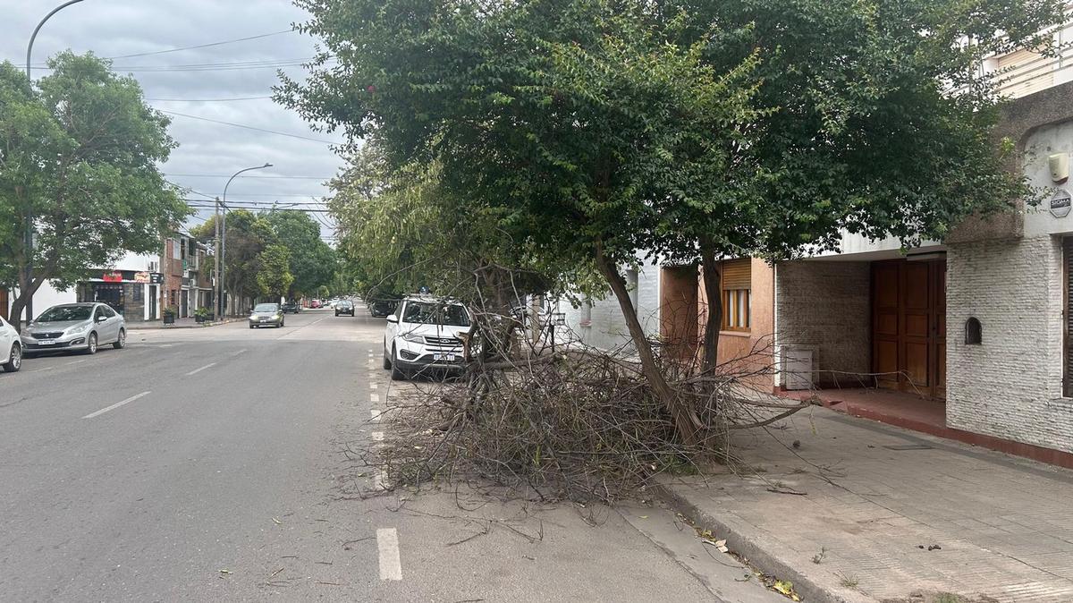 FOTO: El viento generó numerosos árboles caídos en Córdoba