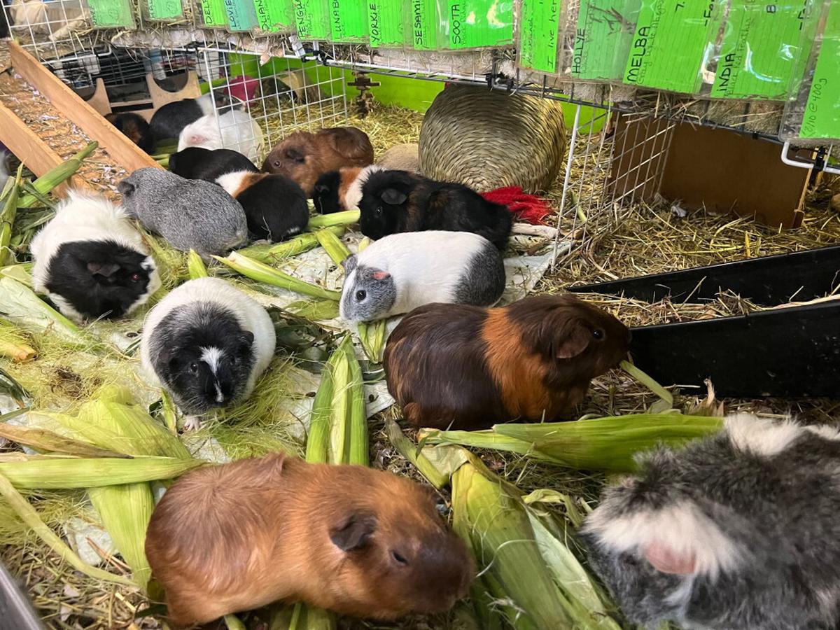 Un santuario en Massachusetts cuida de cientos de cobayas