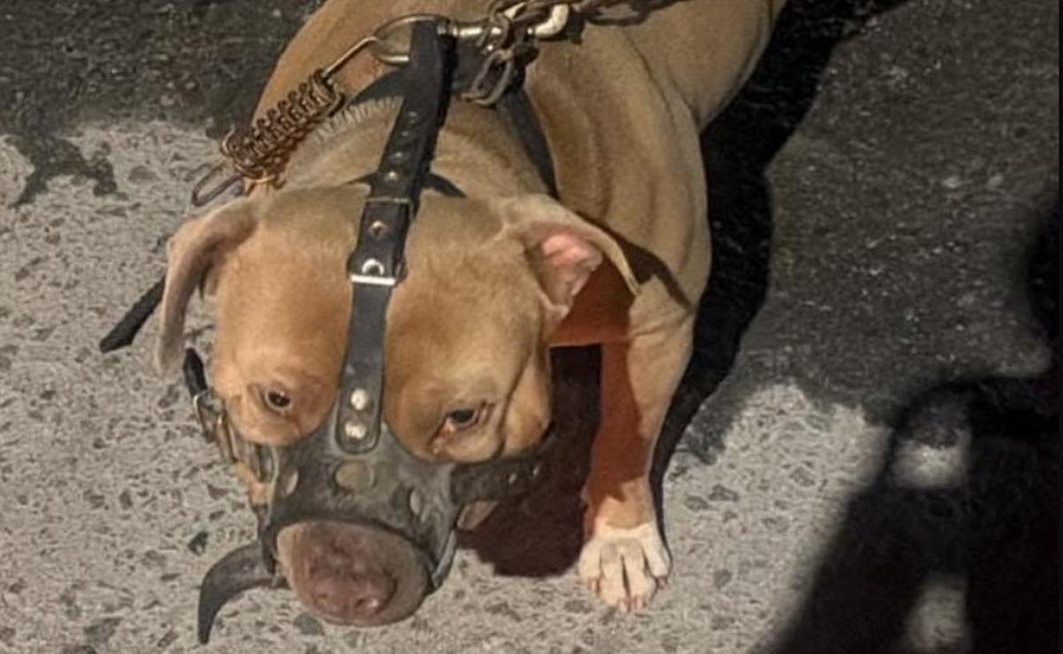 El pitbull fue secuestrado tras el ataque.