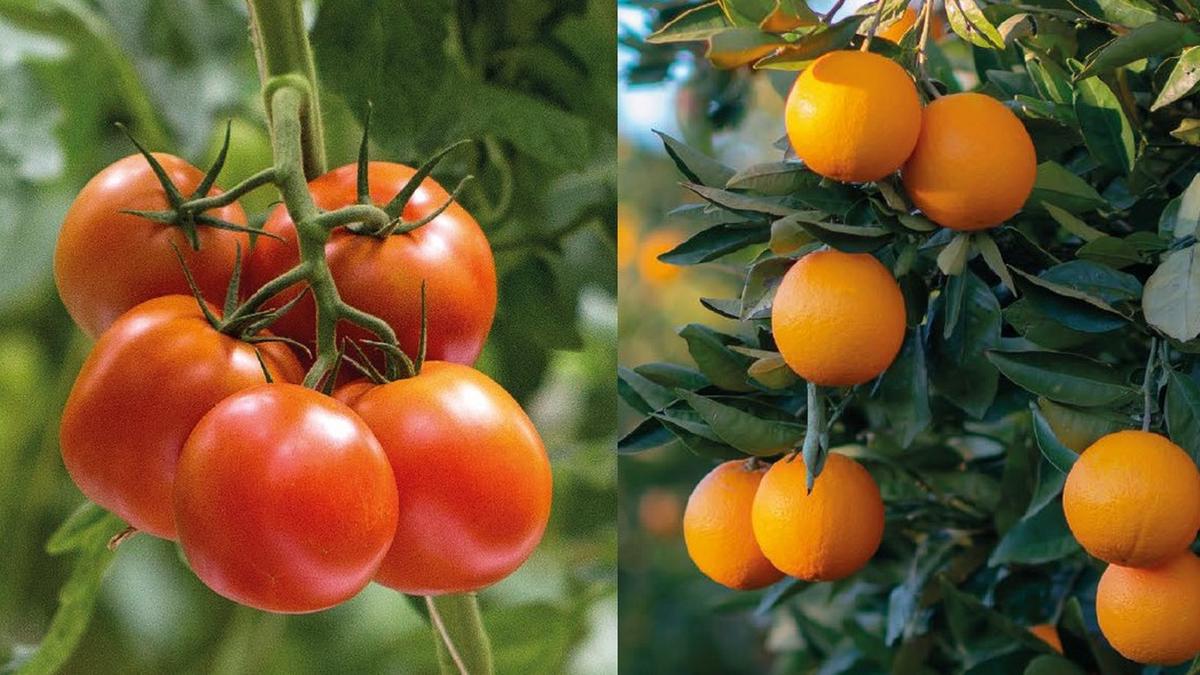 FOTO: Boveril Plus fue pensado para controlar la dañina "mosca blanca" en frutales.