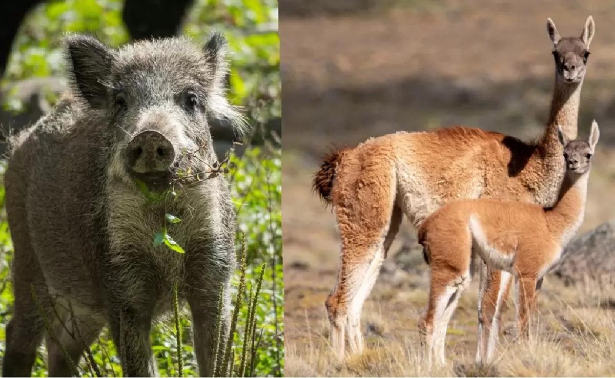 Polémica por venta libre de carne de guanaco y jabalí en Río Negro.