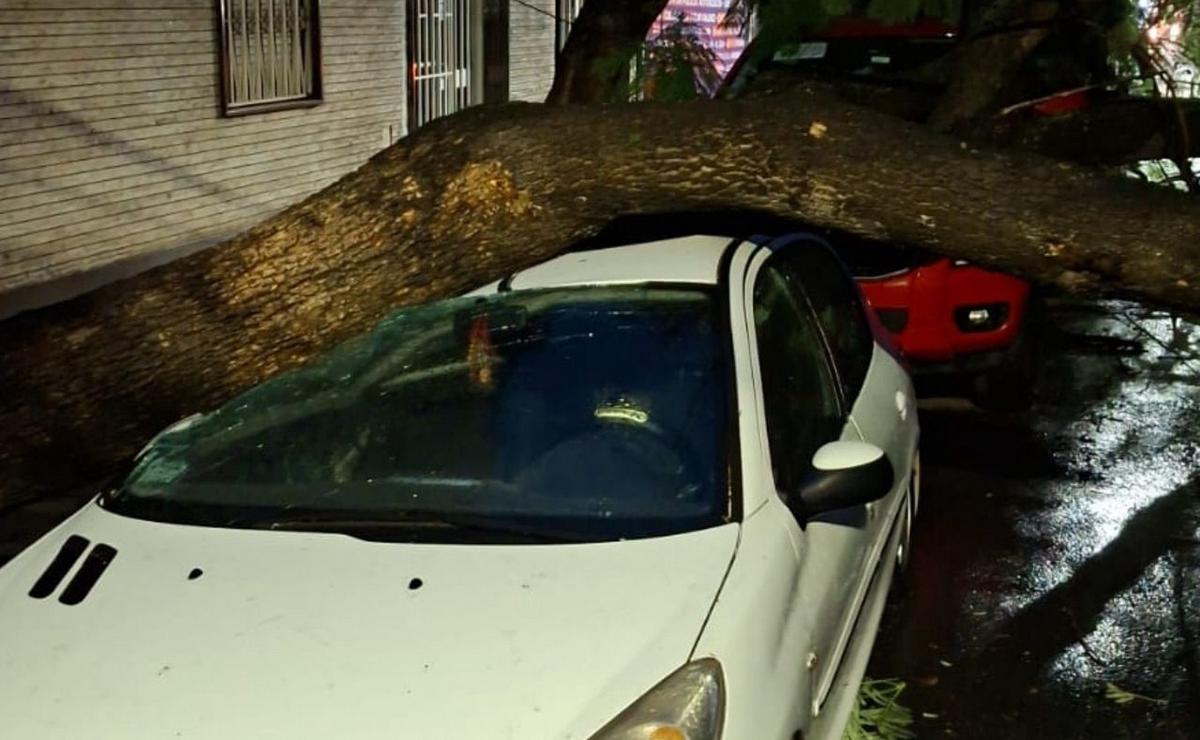 El árbol cayó encima de tres autos y un Peugeot 206 se llevó la peor parte.