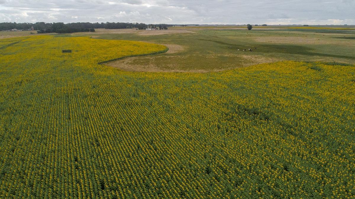 Con el lema "el KM0 de Advanta", volver a lo clásico, que funciona.