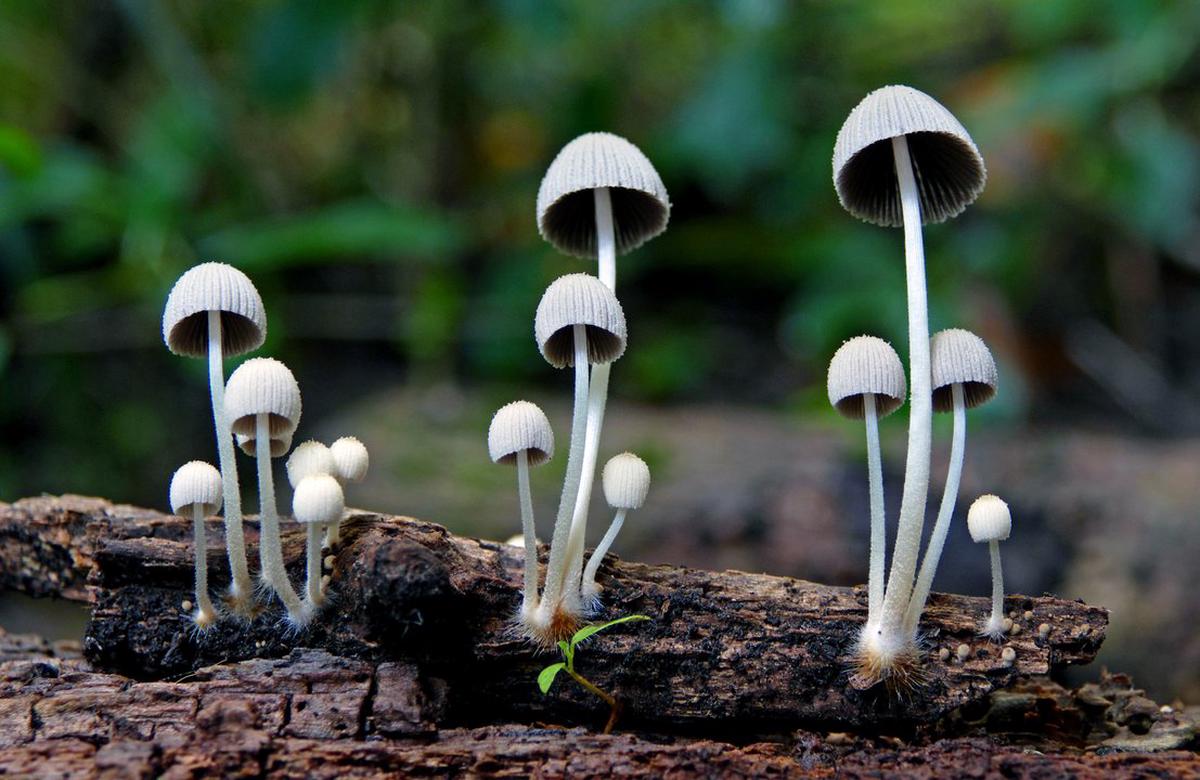 Investigación revela un medicamento natural para combatir la adicción a la cocaína