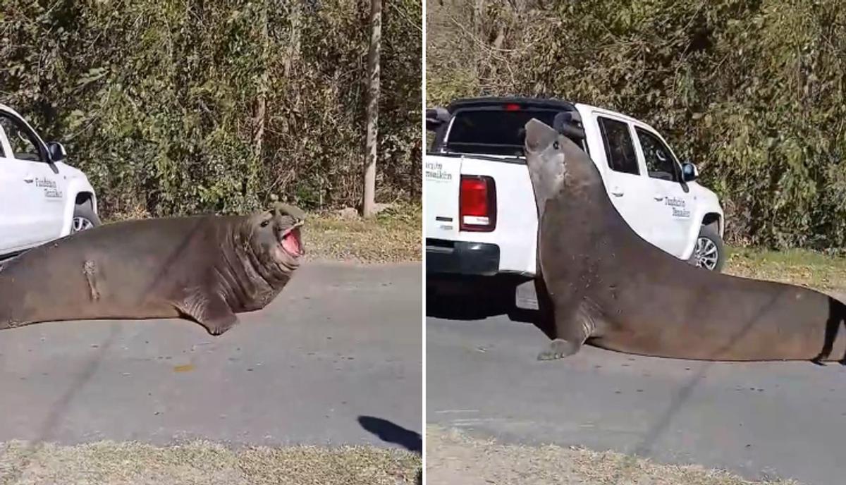 Un elefante marino sorprende en Ensenada al interrumpir el tránsito