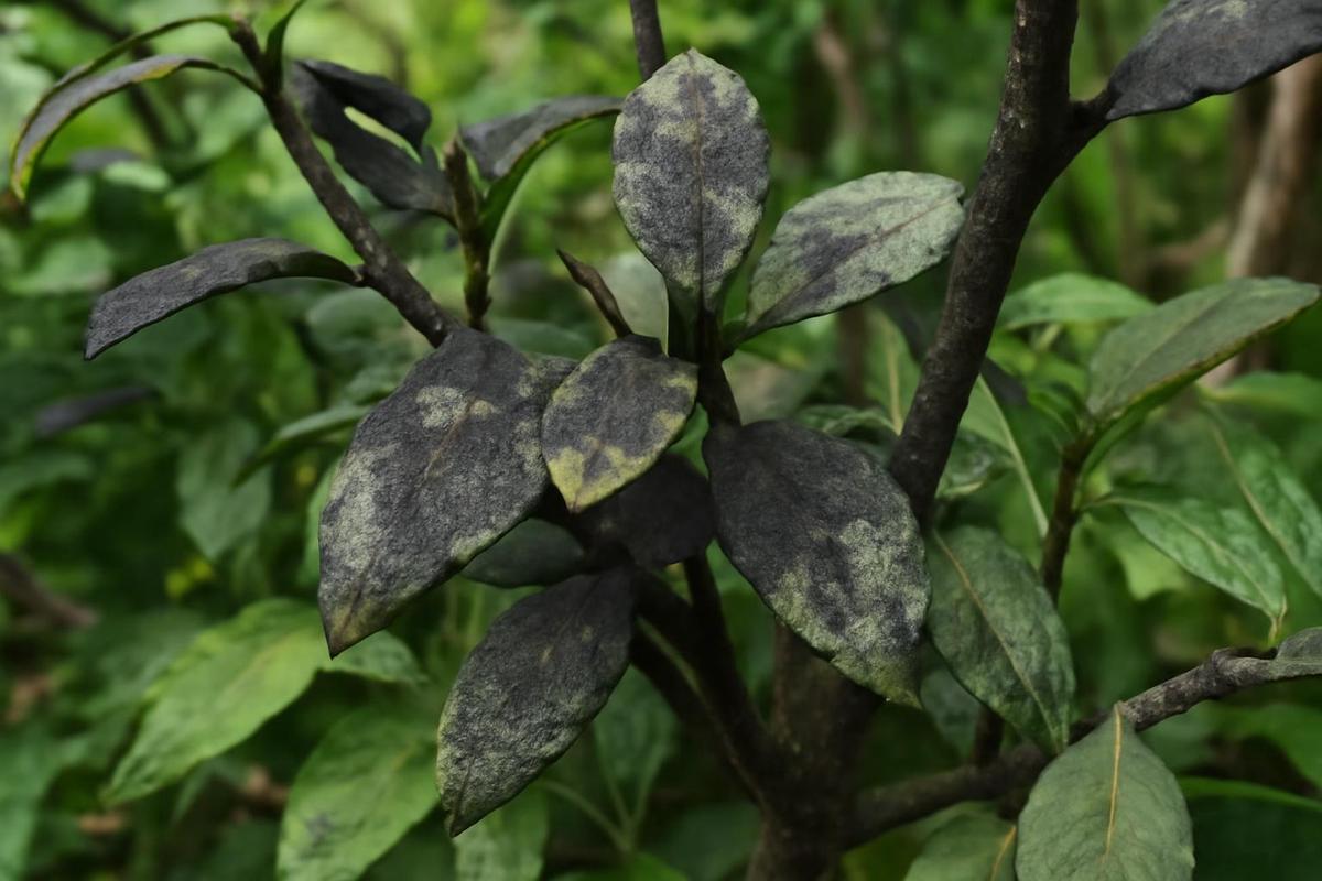 Cómo identificar y eliminar el moho negro en tus plantas