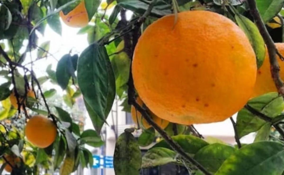 De las veredas a un producto premium: la naranja que Tucumán convirtió en una oportunidad