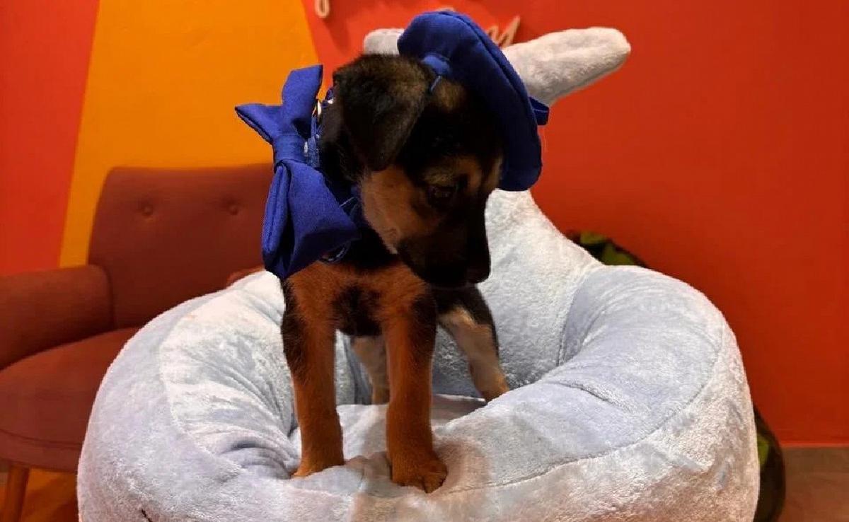 Cómo es la propuesta para que los perros festejen su cumpleaños en Córdoba.
