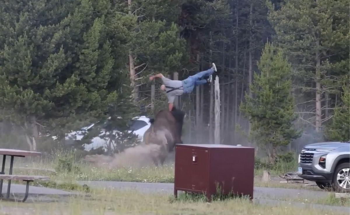 El momento en el que el animal hizo volar al hombre.