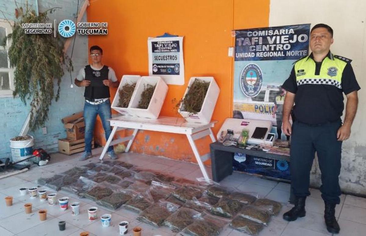 Laboratorio de marihuana descubierto en Tucumán