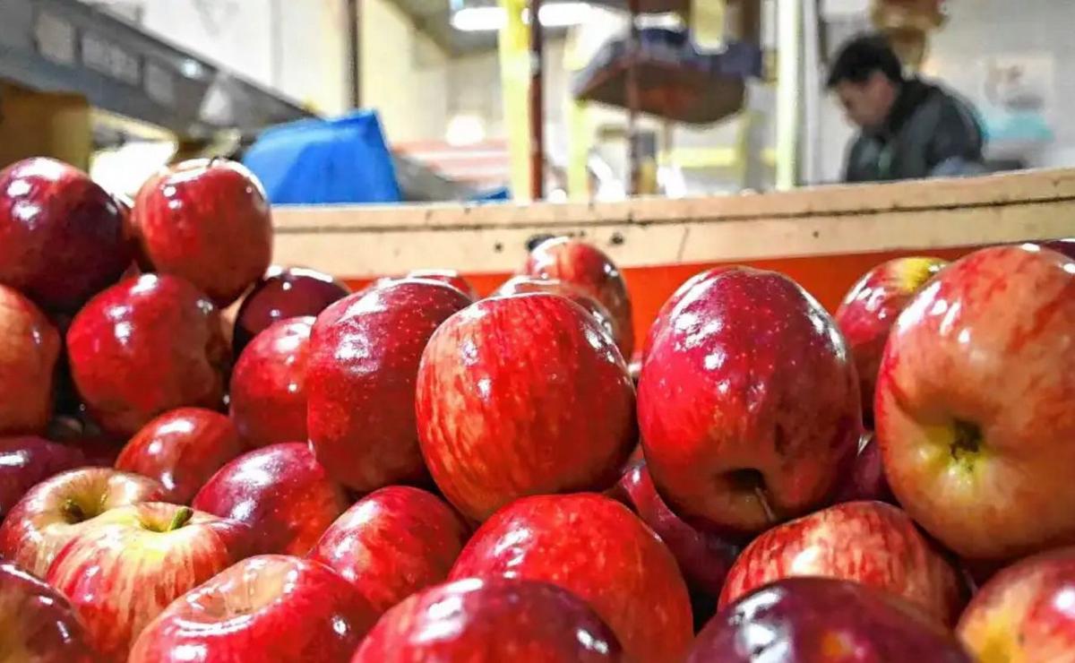 La familia Stelzer en Regina vende millones de frutas al año. (Gentileza)
