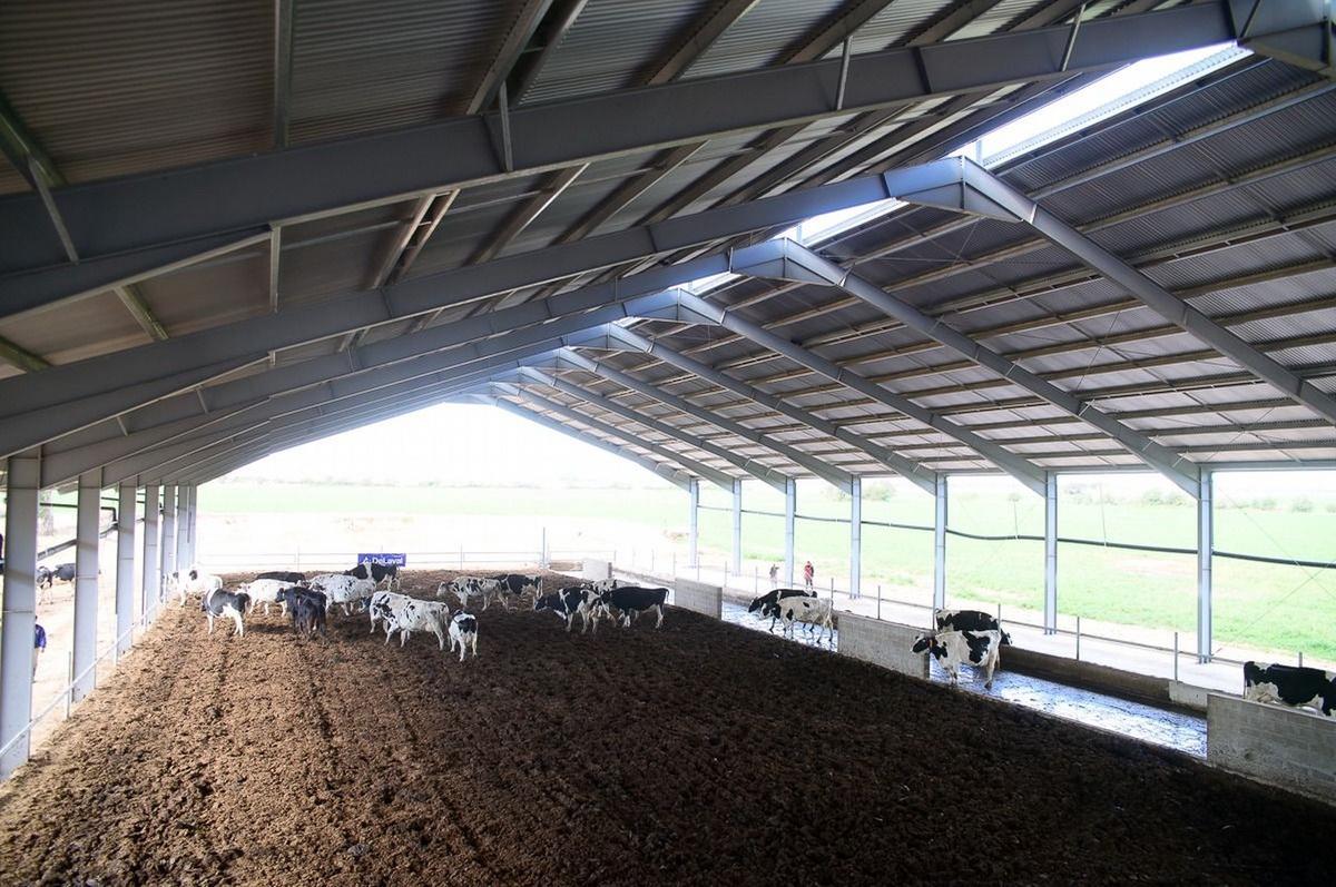 Tambo robot Campo Carcano