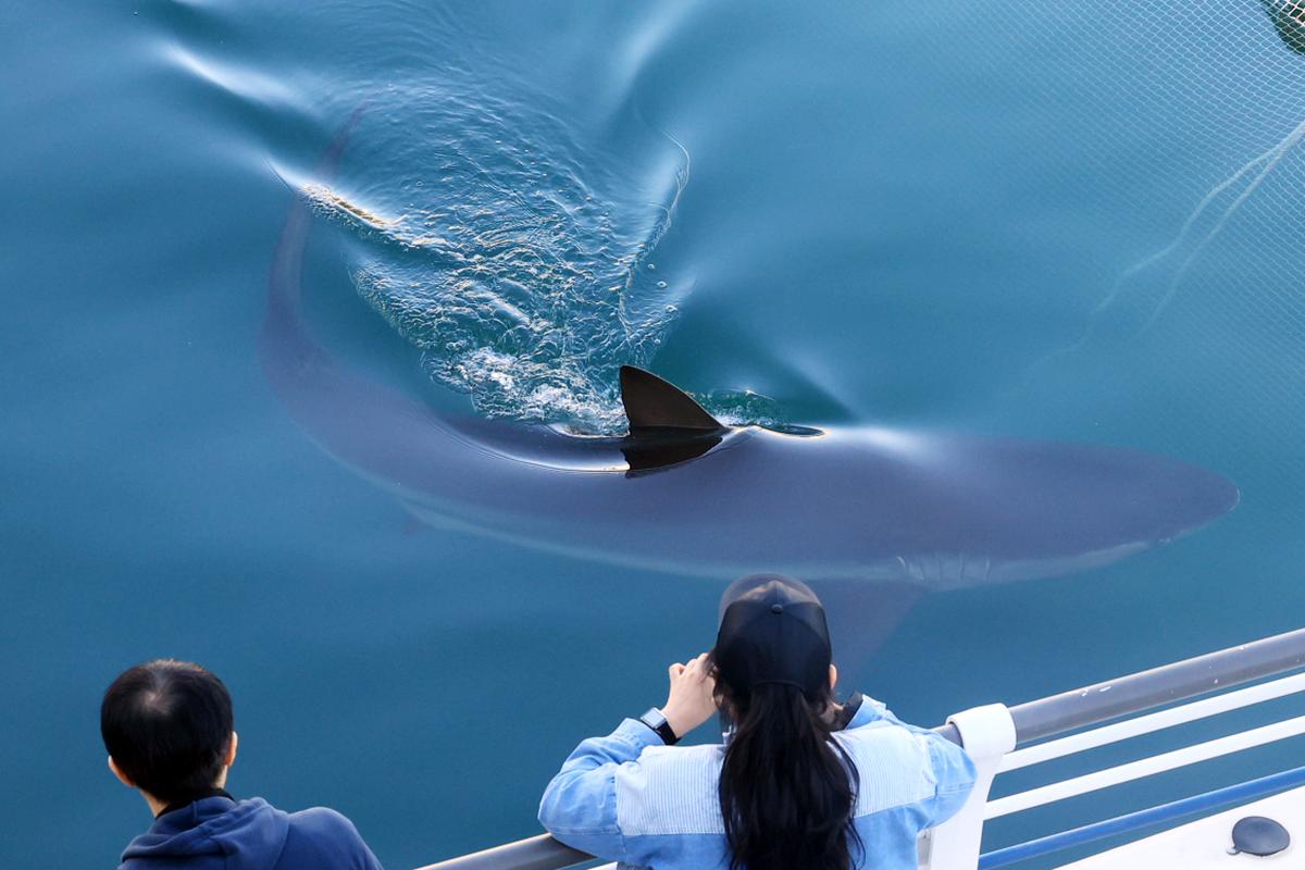 Una ciudad surcoreana busca cómo liberar a un enorme tiburón que regresó a sus canales