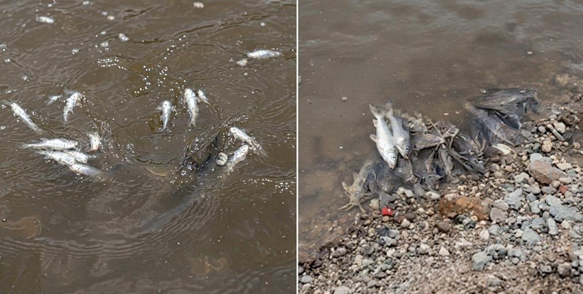Contaminación alarmante en el río Salí
