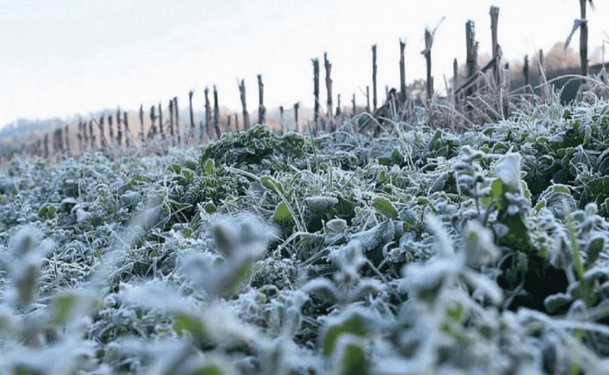 Frío polar: alerta en el agro mendocino