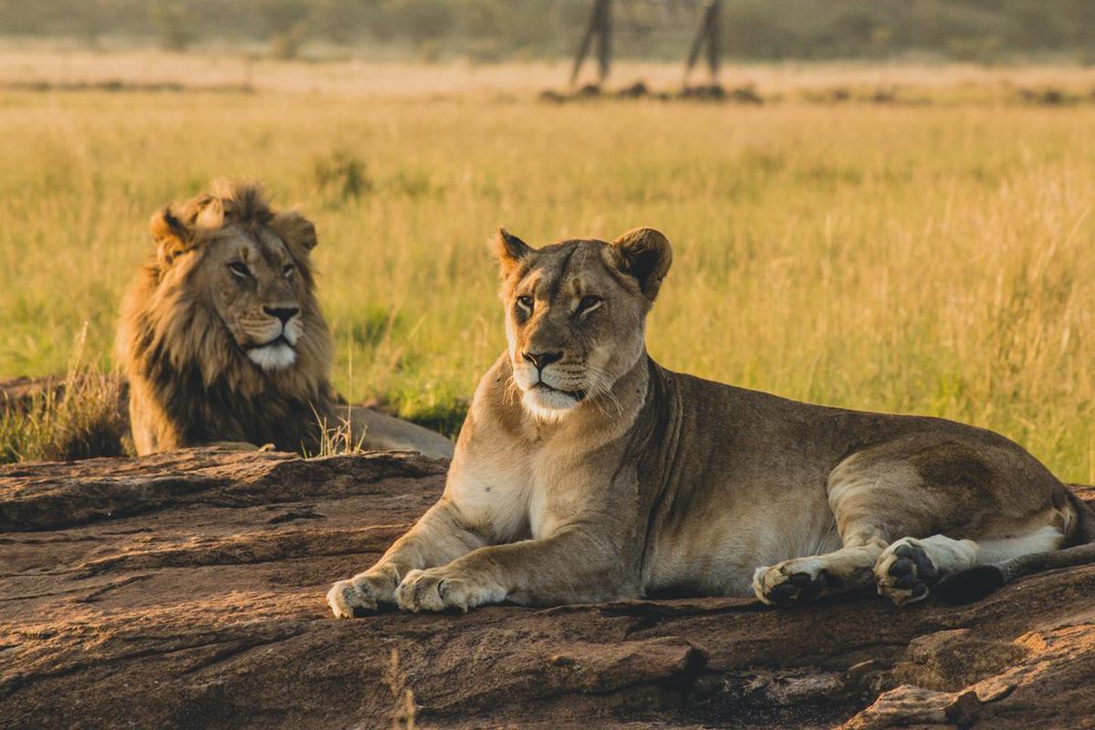 Día Mundial del León: Importancia de proteger al 'Rey de la Selva'
