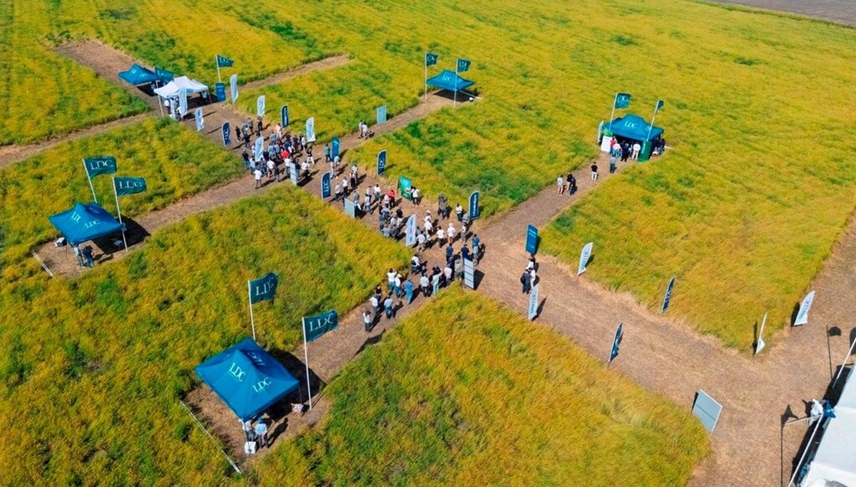 FOTO: Diversificación. Camelina ofrece alternativas productivas y sustentables.