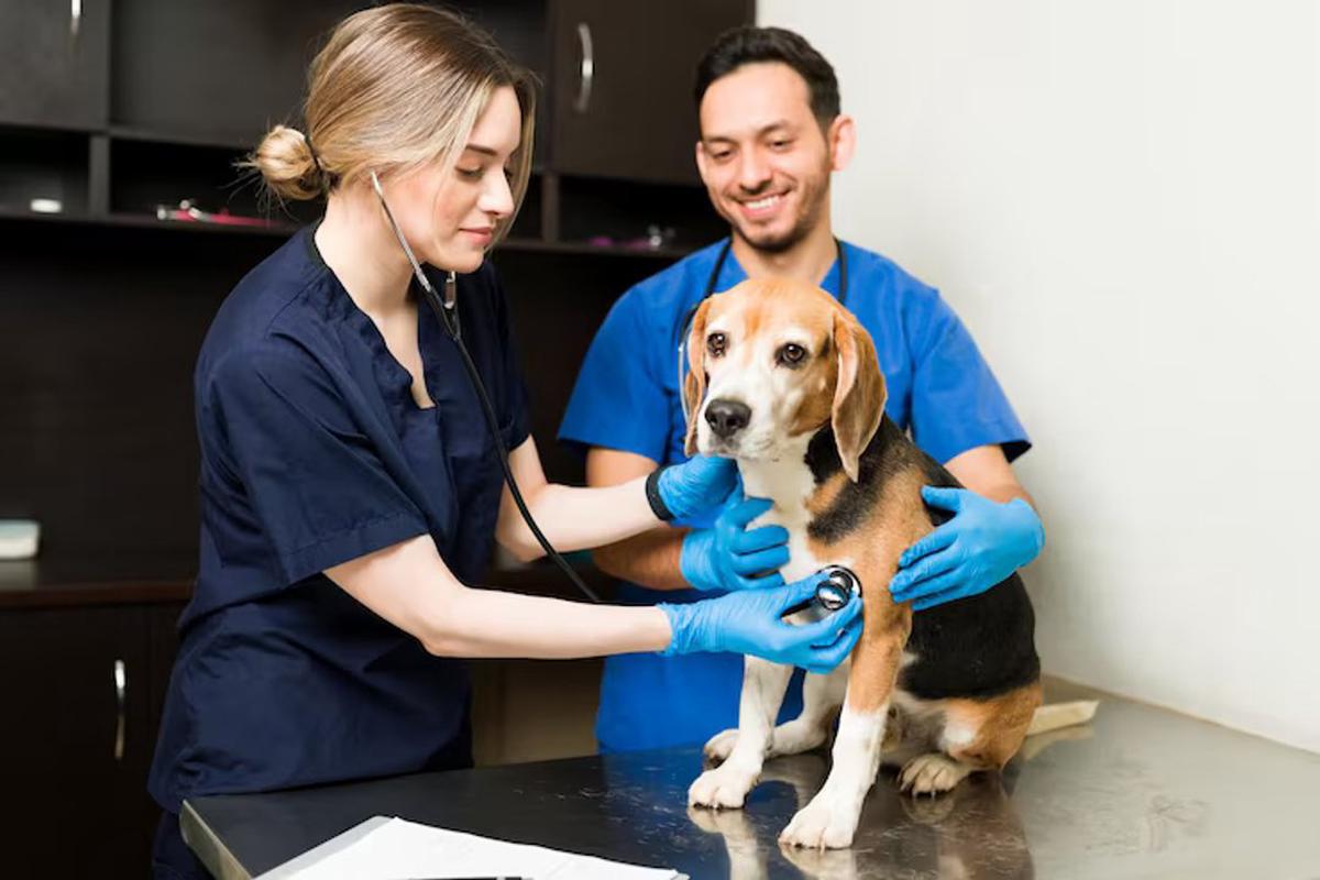 Día del Veterinario: un homenaje a quienes cuidan la salud animal en Argentina