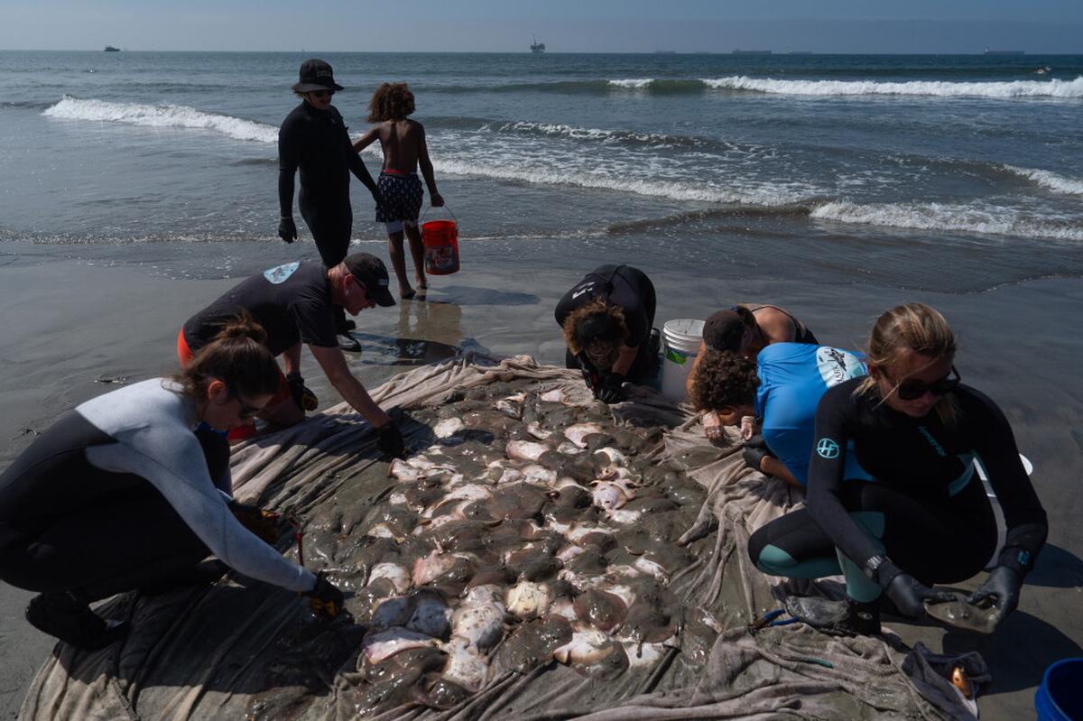 Aumentan las picaduras de raya mientras una ola de calor marina las acerca a costa sur de California