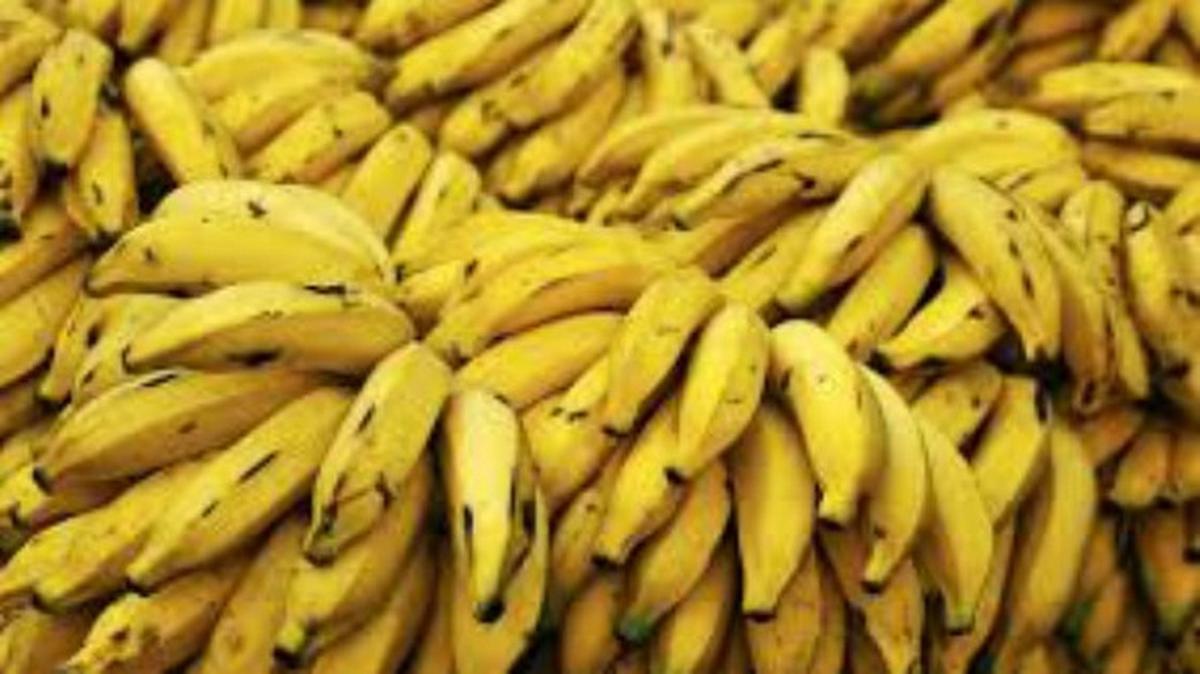 Salta y Jujuy solicitaron la suspensión de resolución que afecta producción de bananas por 60 días