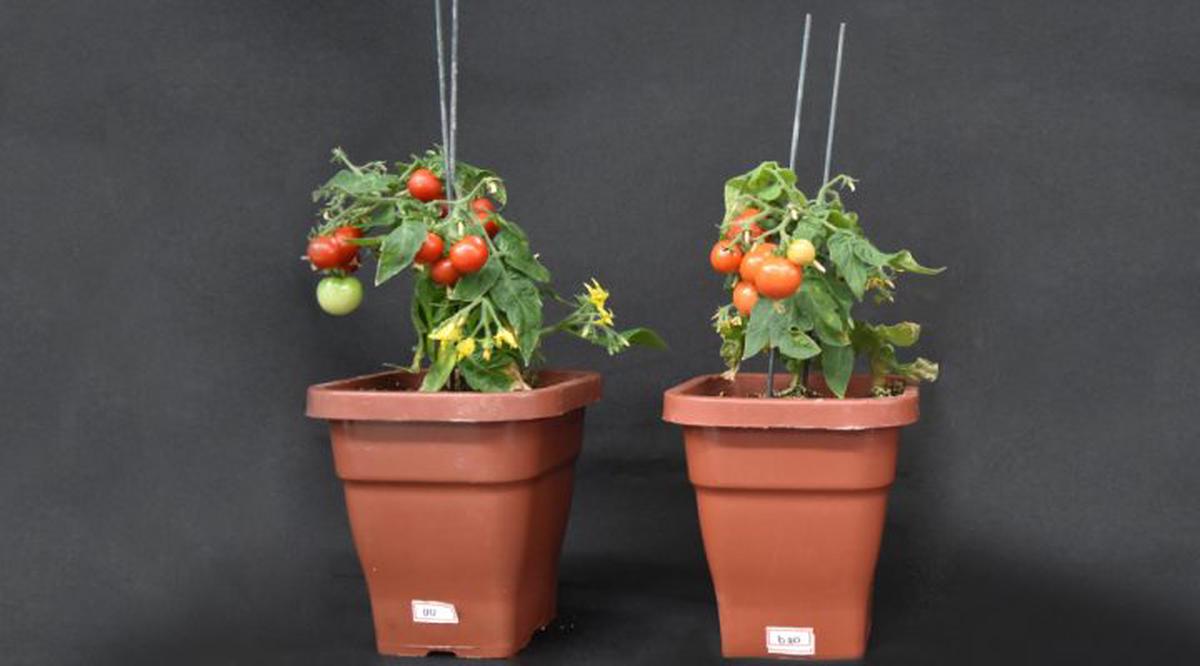 Descubren un gen clave que potencia el rendimiento de las plantas de tomate ante la densidad de siembra