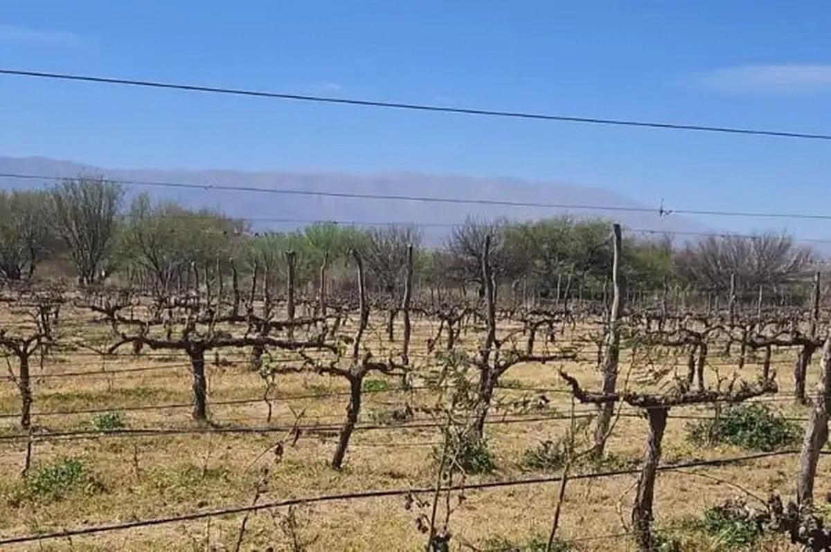 Vitivinicultores del norte argentino enfrentan crisis
