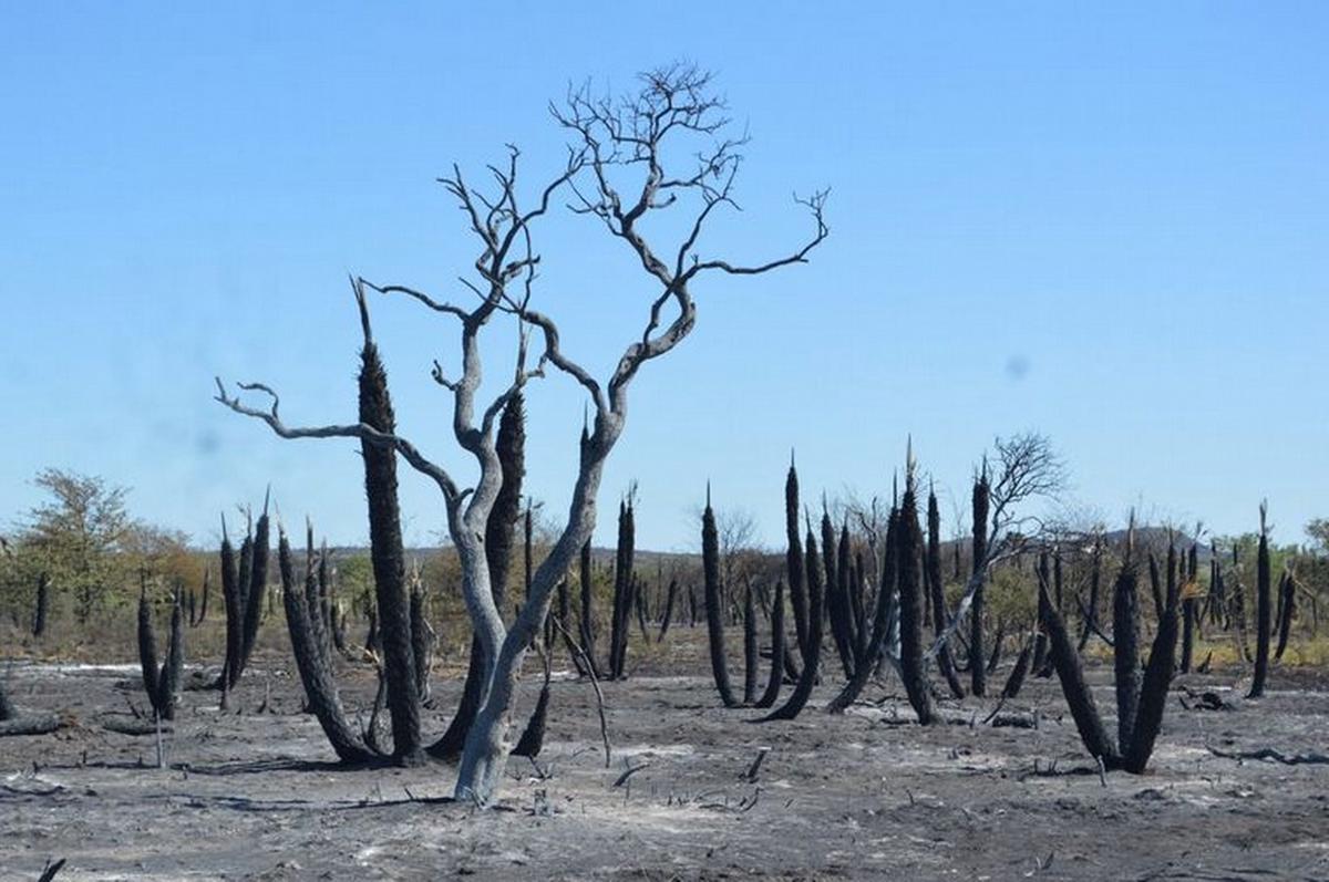 FOTO: ¿Hay plantas que propagan los incendios?