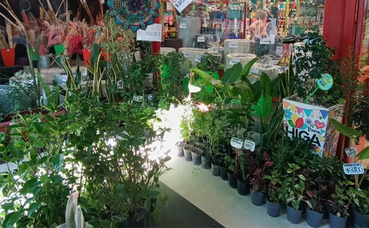 Las plantas, un oasis verde que puede dar refugio para un verano agobiante.