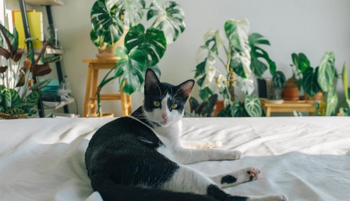 Jardin en casa cuidemos a nuestras mascotas